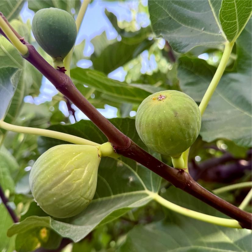 Fruit تين