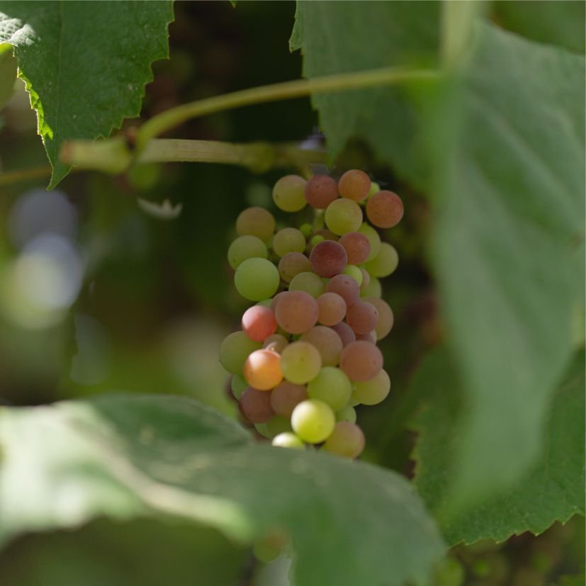 Fruit عنب