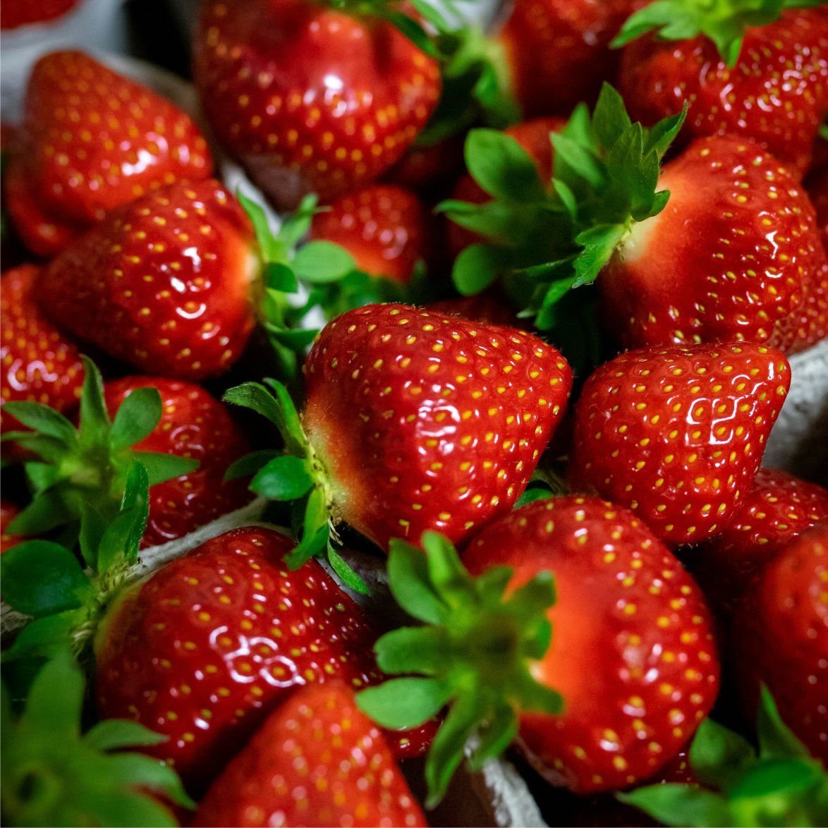Fruit فرولة